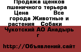 Продажа щенков пшеничного терьера › Цена ­ 30 000 - Все города Животные и растения » Собаки   . Чукотский АО,Анадырь г.